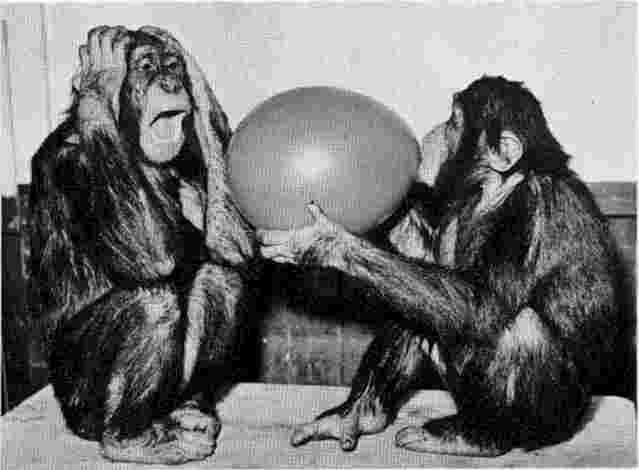 Two chimps, one of which has clearly had prior experience with a popped balloon