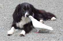 Zoe the dog and Pretty Bird the pigeon are inseparable