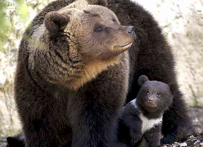 http://www.flatrock.org.nz/topics/animals/assets/bears_repeating.jpg