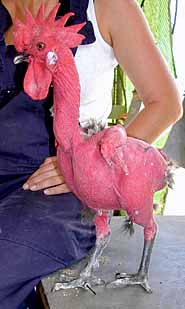 featherless_chicken.jpg