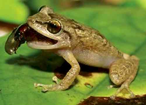 Hawaii's Hated Frogs