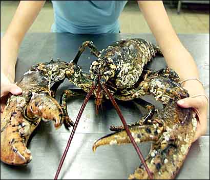http://www.flatrock.org.nz/topics/animals/assets/largest_lobster.jpg