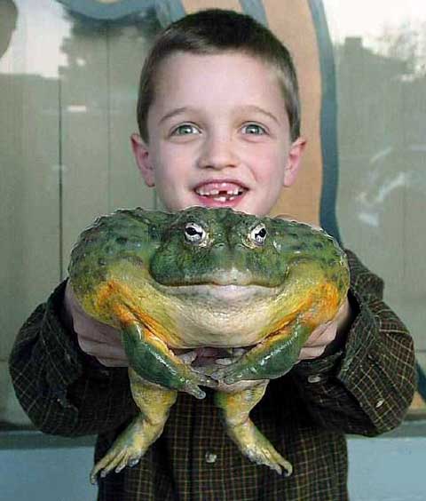 african bullfrog