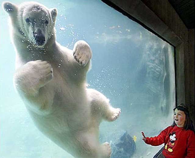 polar_bear_swimming.jpg