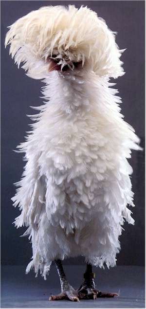polish_frizzle_bantam_white.jpg