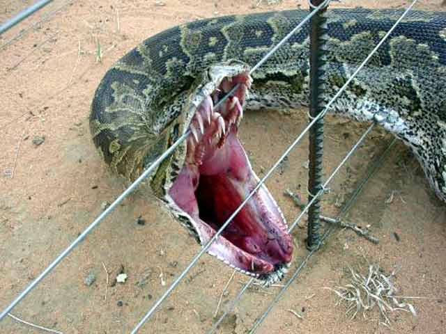 serpent python