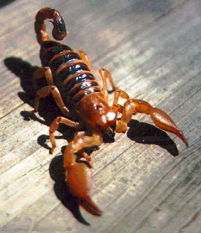 http://www.flatrock.org.nz/topics/animals/assets/scorpion.jpg