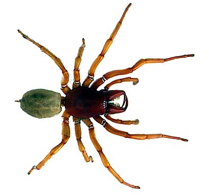 ARAÑA