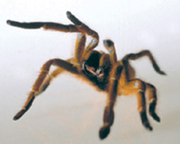 http://www.flatrock.org.nz/topics/animals/assets/tarantula2.jpg