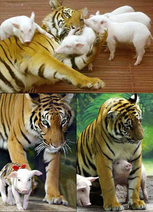 http://www.flatrock.org.nz/topics/animals/assets/tigeress_with_her_piglets.jpg