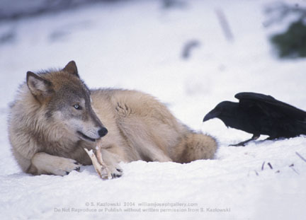 The Wolf and the Raven