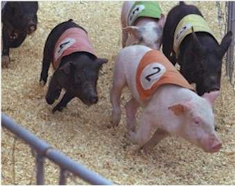 pig_racing1.jpg