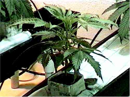 Grow-It Greenhouses