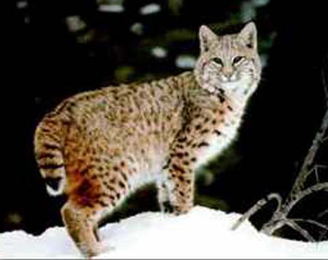 http://www.flatrock.org.nz/topics/older_and_under/assets/bobcat.jpg