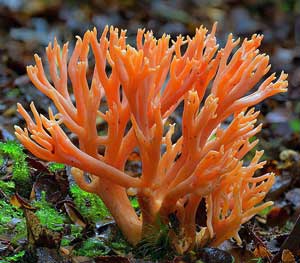 Coral Fungus