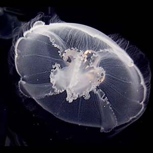 Moon Jelly