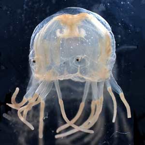 Box Jellyfish