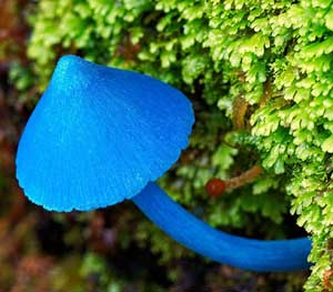 Sky Blue Mushroom