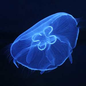 Luminescent Moon Jelly