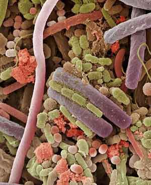 Human Tongue Bacteria