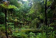 Ulva Island, New Zealand