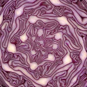 Red Cabbage