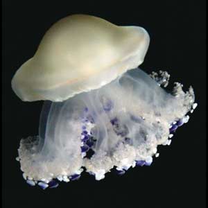 Mediterranean Jelly