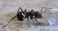 Myrmicaria Brunnea Eating Sugar