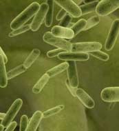 Bacteria Can Take a Hike