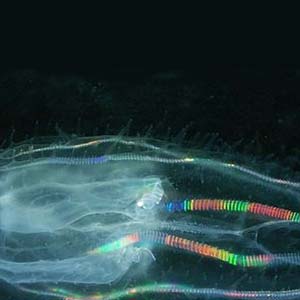 Rainbow Glow Comb Jelly