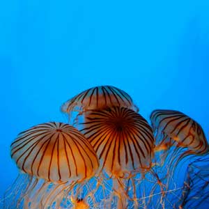 Japanese Sea Nettle