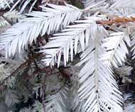 Albino Redwood