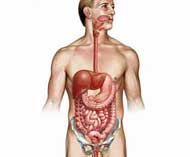 Enteric Nervous System (ENS)