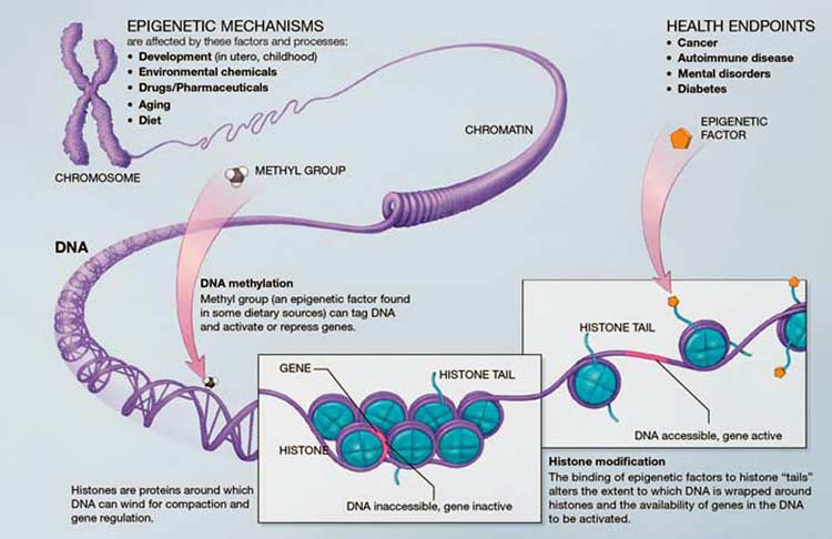 A Scientific Illustration of How Epigenetic Mechanisms Can Affect Health