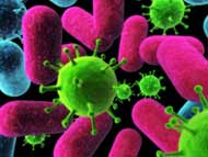 Bacteruia and Virii