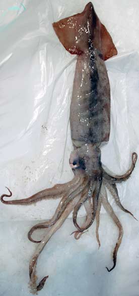 Arrow Squid