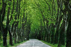 Tunnel of Trees