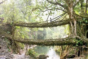 A Living Bridge