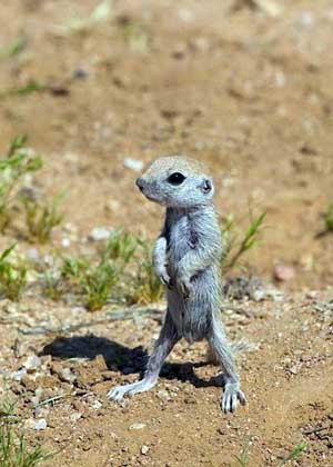 Round-Tailed Squirrel