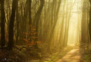 Magical Walk
