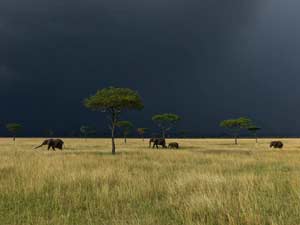 Serengeti Elephants