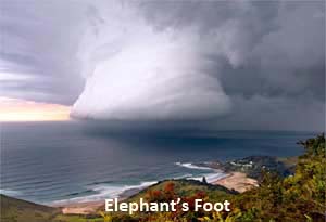 Elephant's Foot