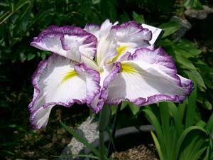 Japanese Iris