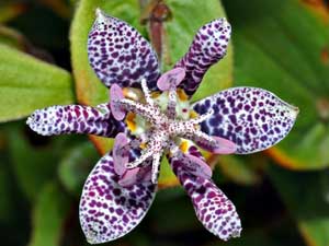 Toad Lily