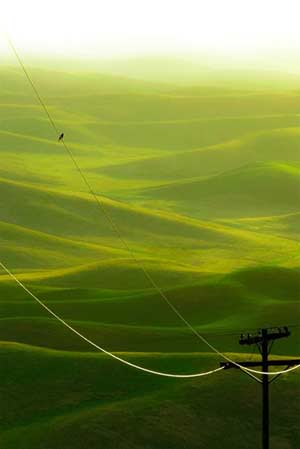 Bird on a Wire