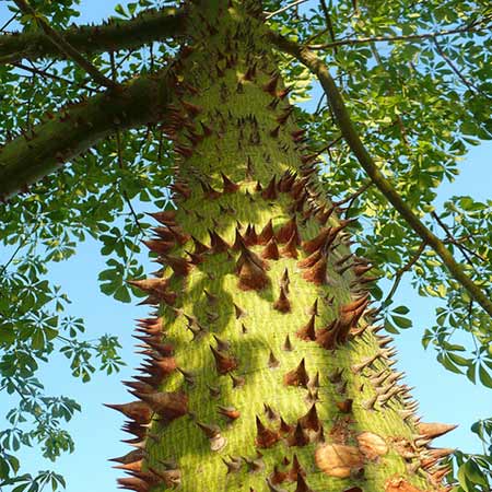 Tree in Andalusia, Spain