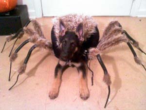 Spider Dog