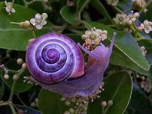 Purple Snail (Janthina janthina)