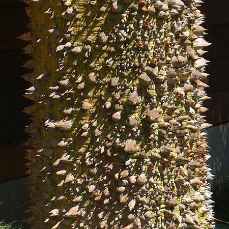 Tree in Southern California