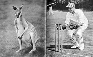 Kangaroo / Wicket Keeper